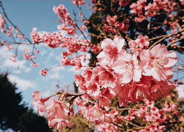 Ngam-hoa-anh-dao-o-Thai-Lan-vuon-hoa-anh-dao-o-Doi-Ang-Khang